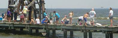 Campers finding critters in the ocean