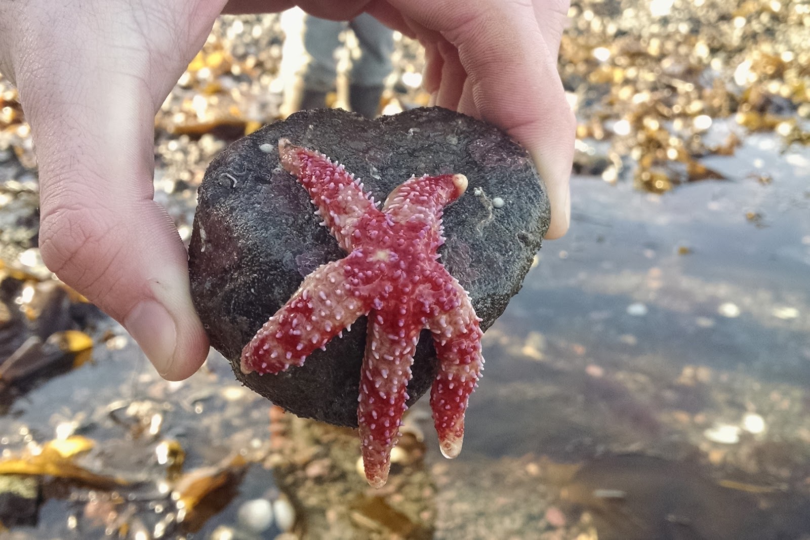 Red banded sea star