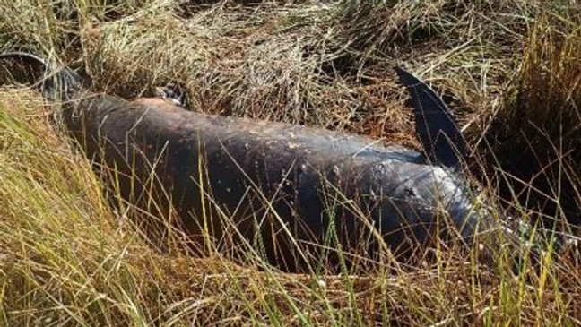 Stranded dolphin after Hurricane Sally